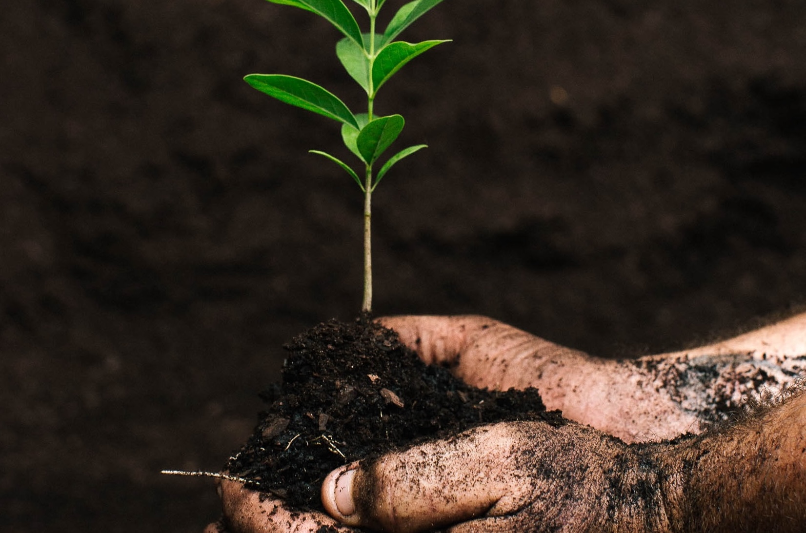 ファンクショナルグループセオリー（官能基による芳香成分の分類）は有効か？